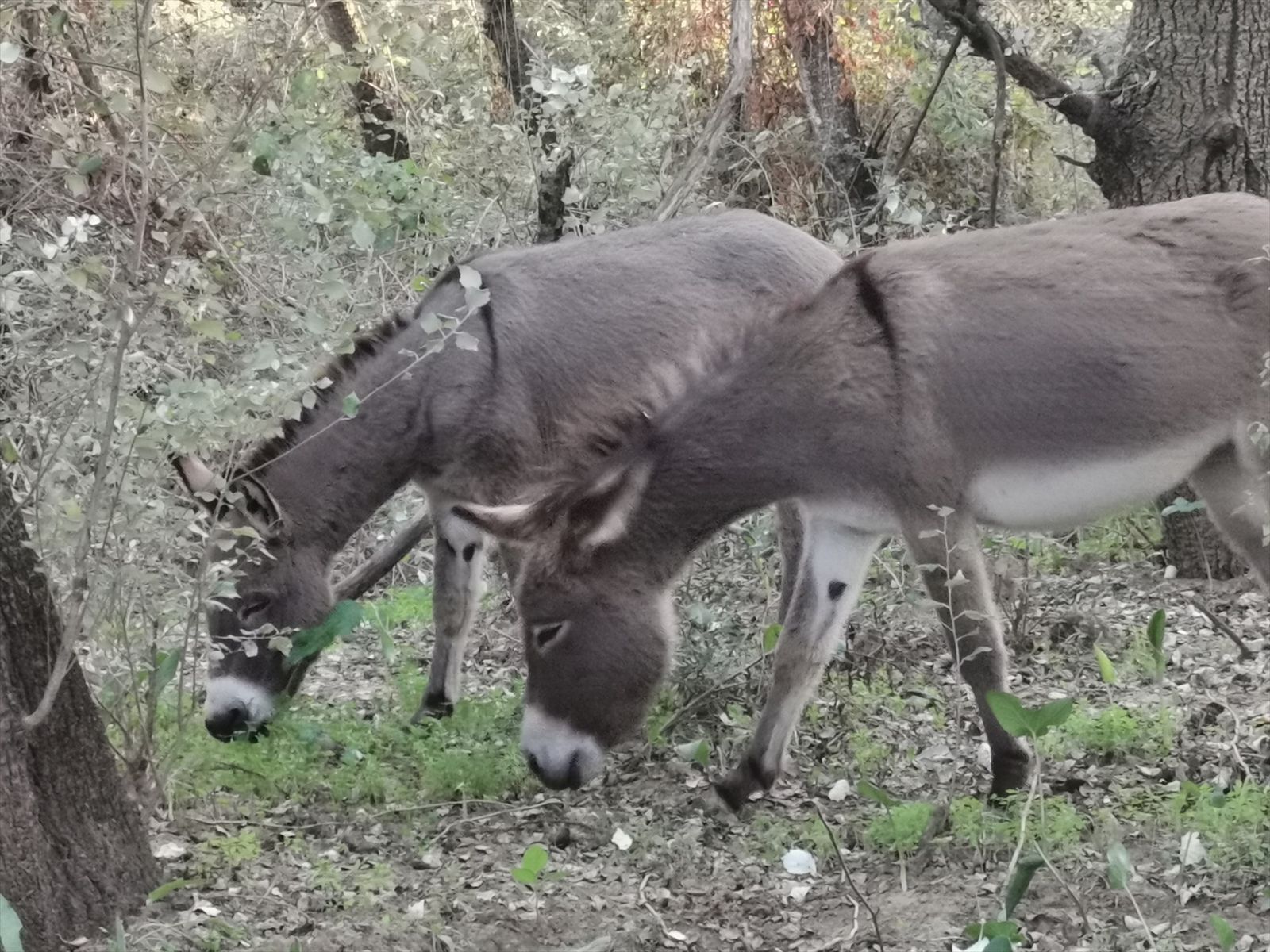 Burros 'bombero' en el Parque Nacional de Doñana