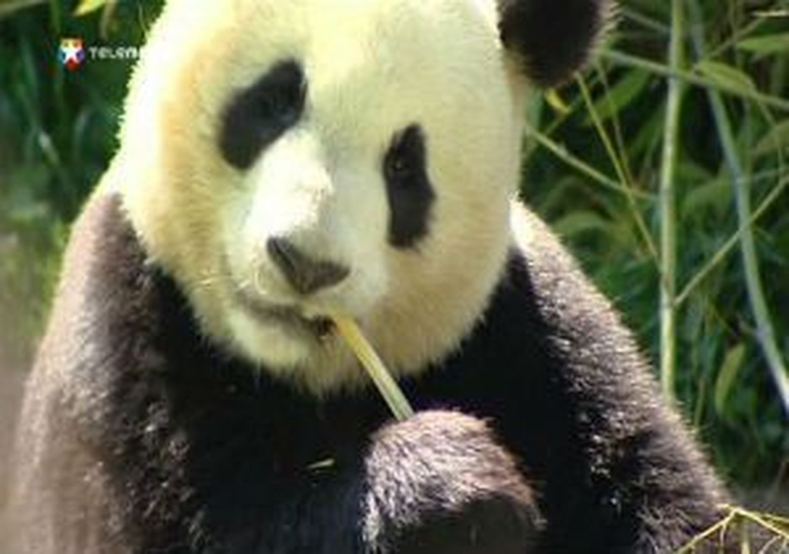 Despedida a los pandas