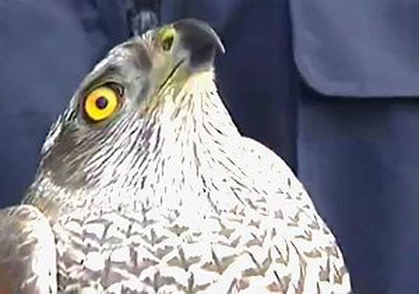 Animales silvestres heridos en nuestra región