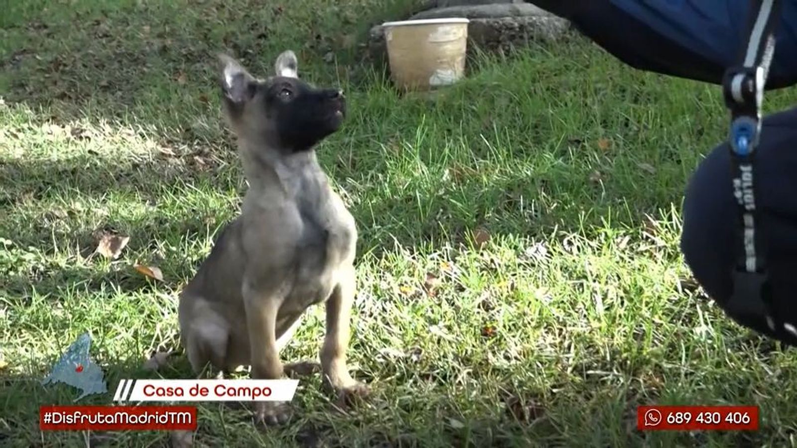 Conoce a Opa: así entrena el perro policía más joven de la policía municipal de Madrid