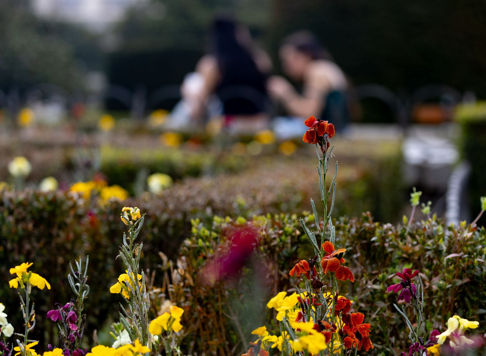 Medio millón de plantas ornamentales decorarán Madrid en la temporada primavera-verano