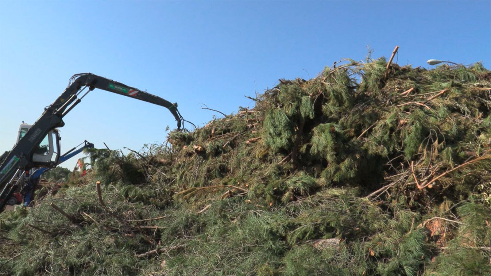 Árboles afectados por el paso de Filomena en la Casa de Campo