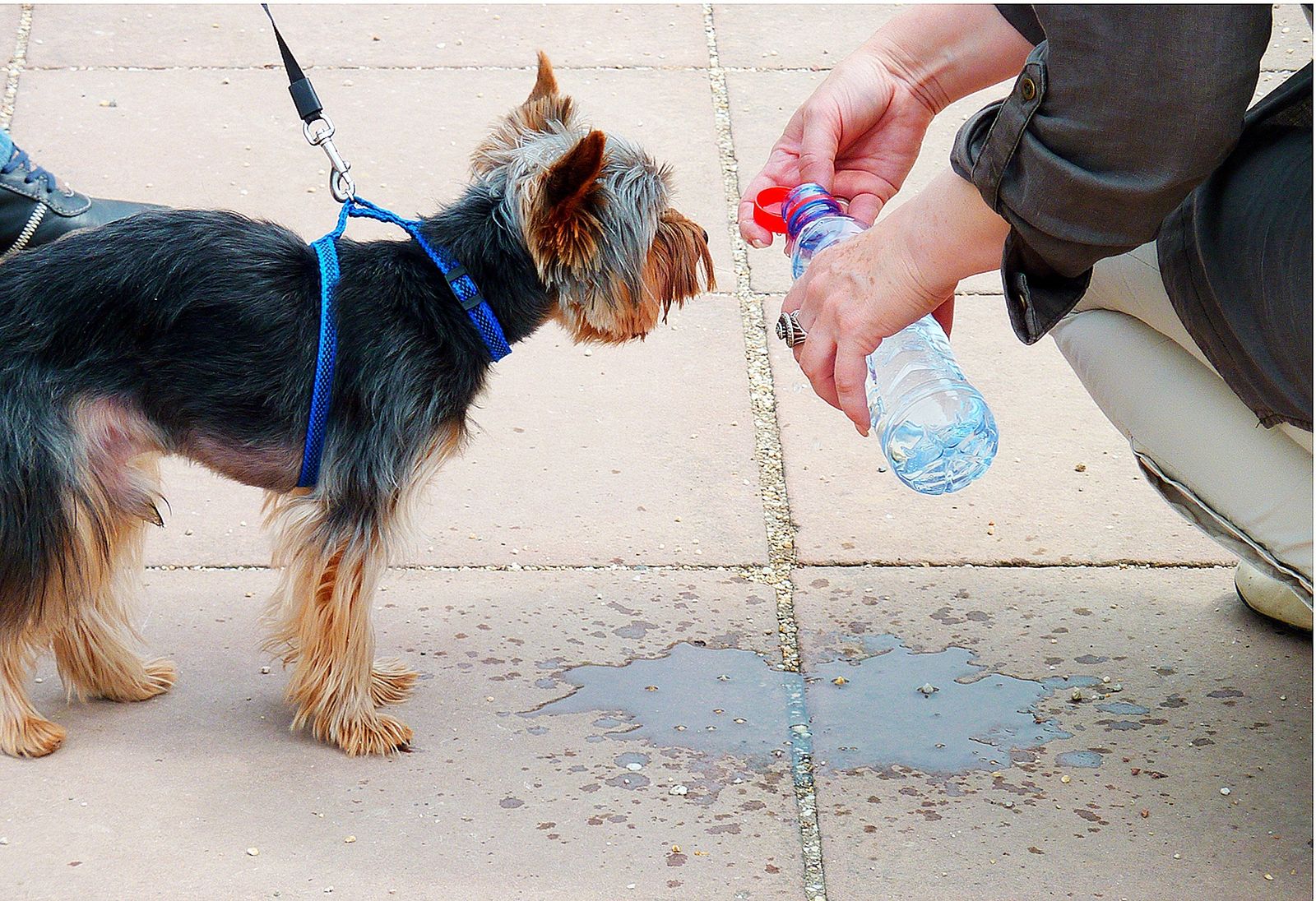 Cómo aliviar el calor de nuestras mascotas