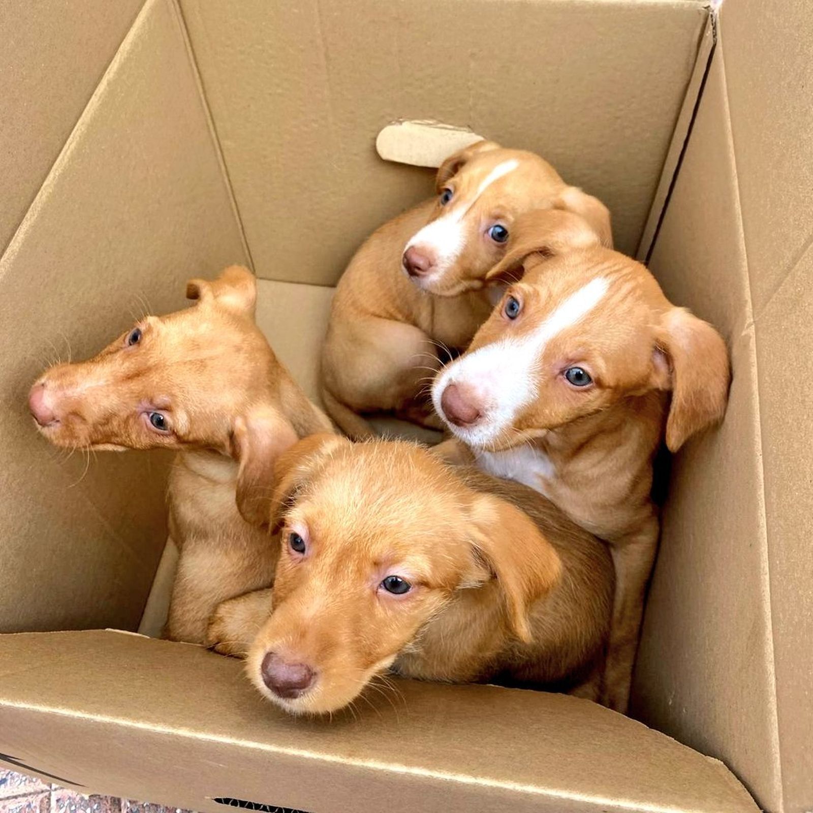 Cachorros rescatados por la Policía Local de Alcalá de Henares