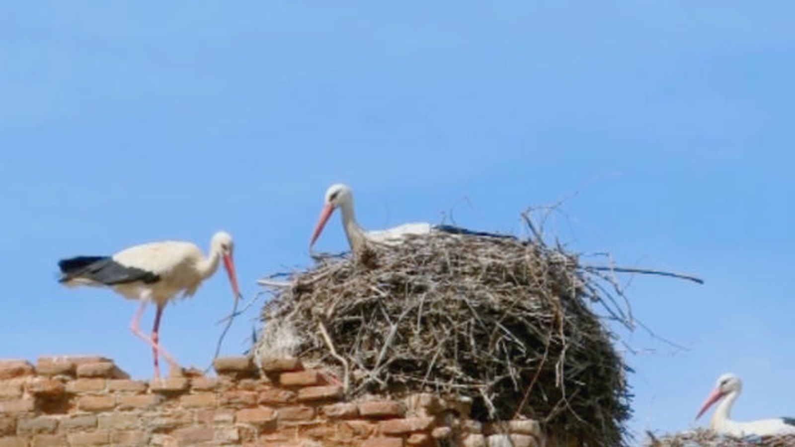 cigüeñas