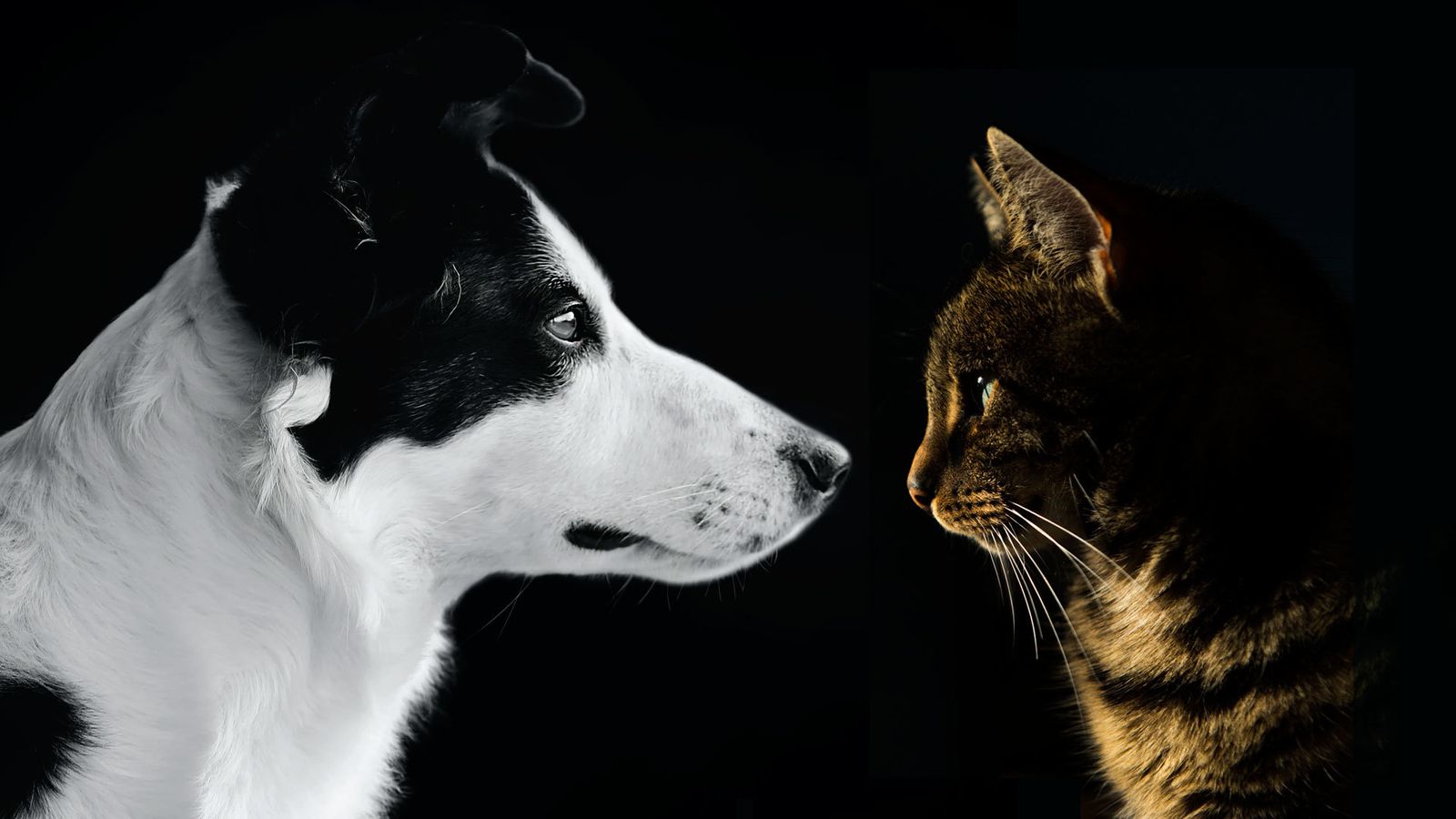 Perros y gatos
