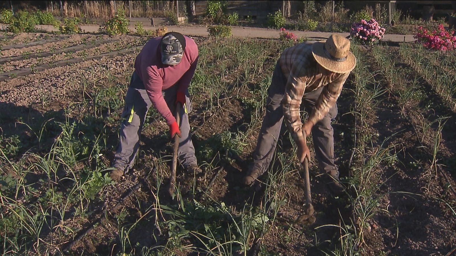 Agricultores