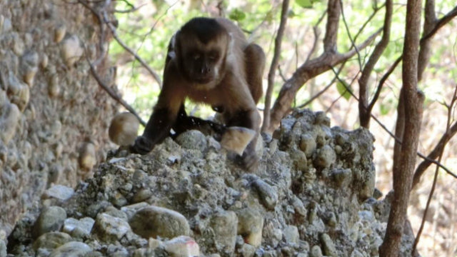 Los monos capuchinos afilan piedras pero no las usan como herramientas