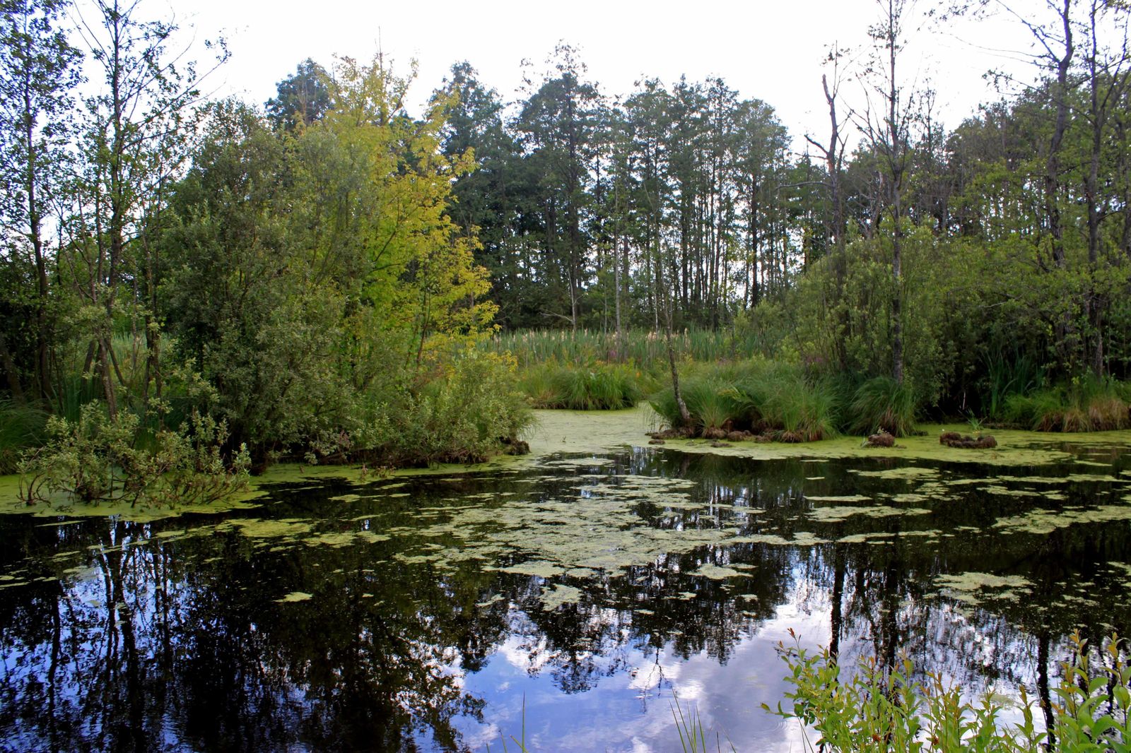 Pantanos de Slowetschno-Owrutsch