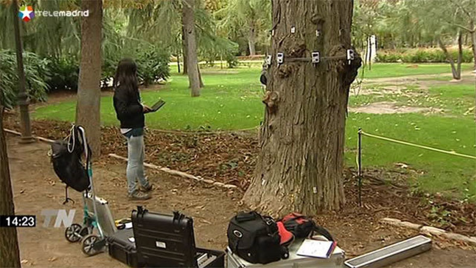 Analisis del estado del árbol