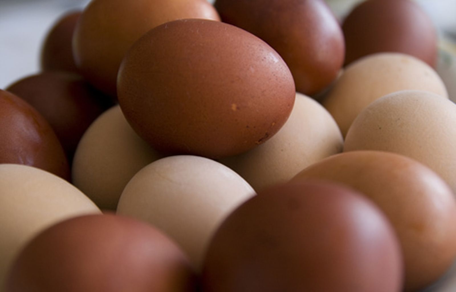 huevos_camperos_4