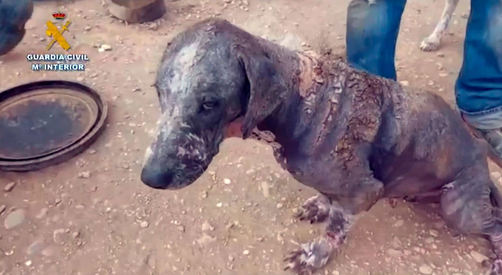 Maltrato animal: Investigado por dejar a 16 perros en pésimas condicione sanitarias en una finca de Navarra