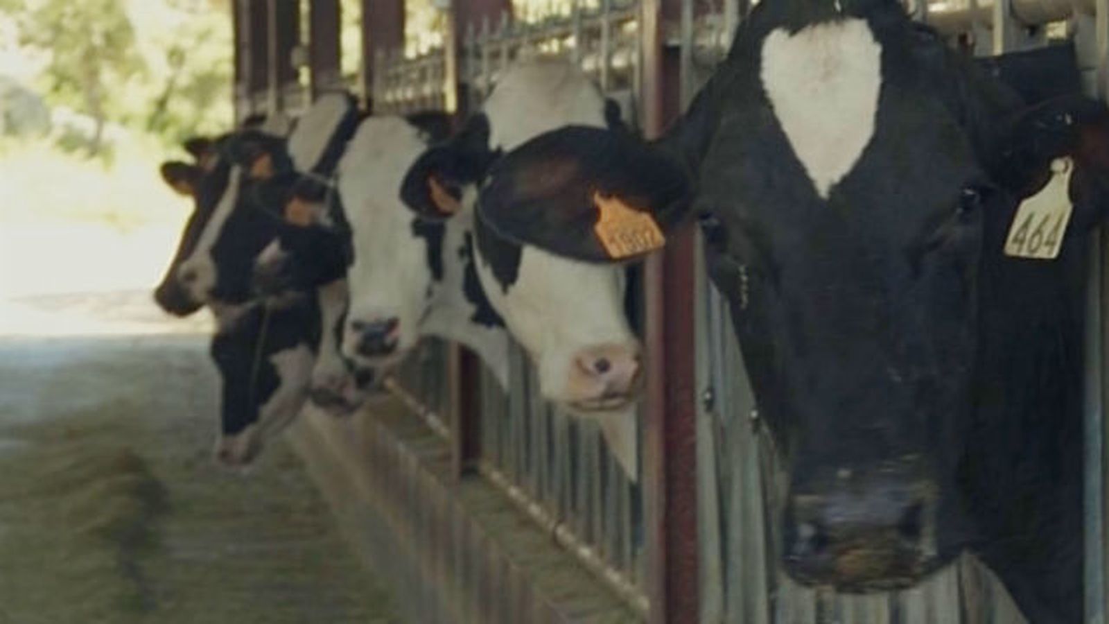 vacas lecheras