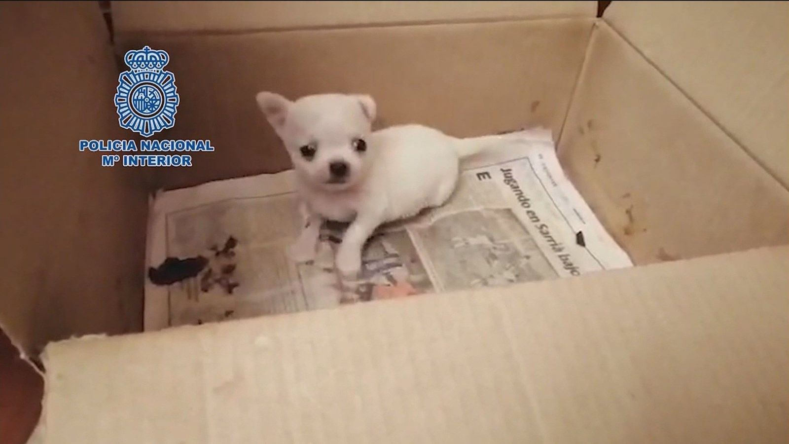 En un zulo y algunos con las cuerdas vocales cortadas, así han hallado a 270 chihuahuas en Arganda