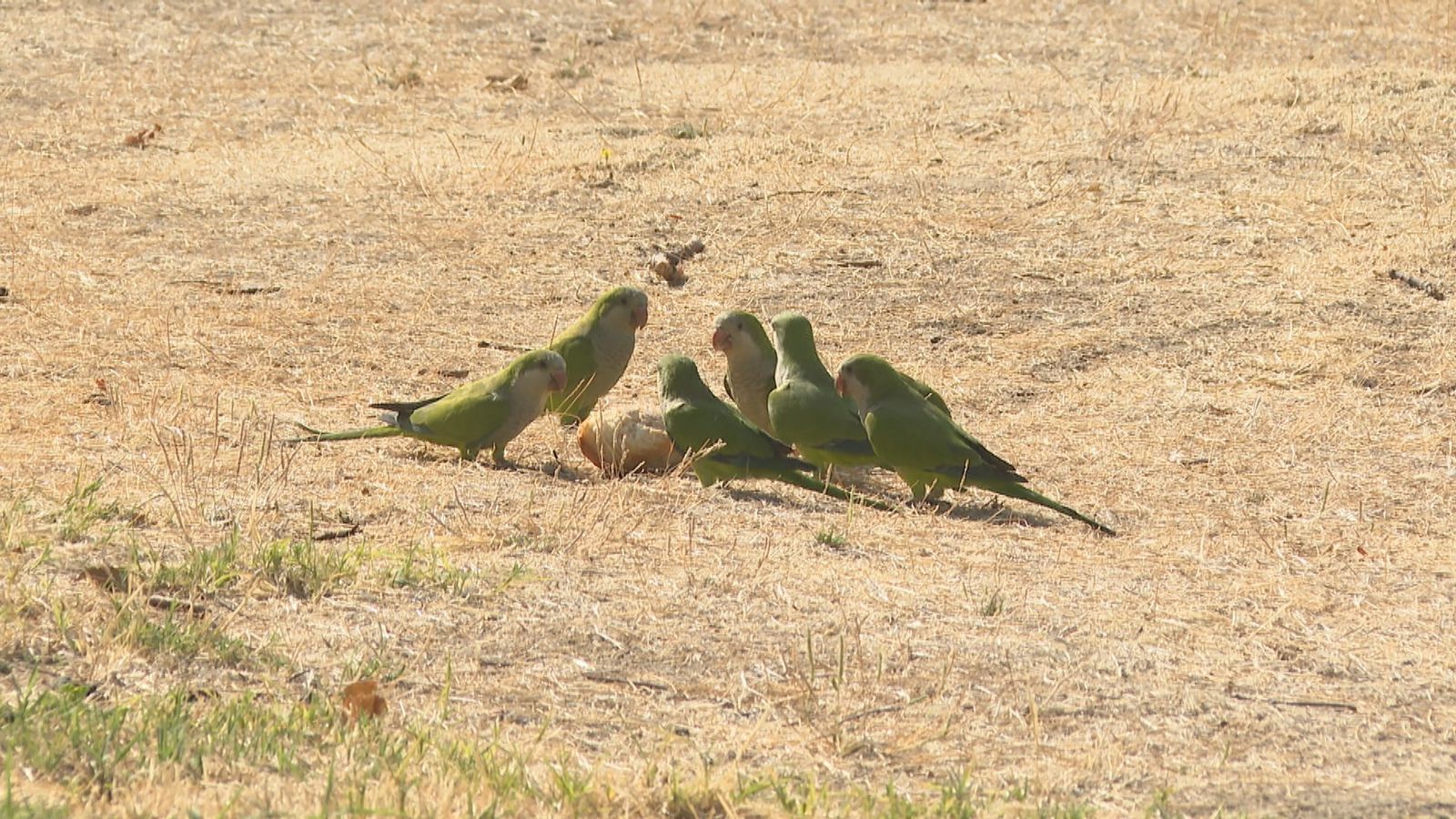 Cotorras  argentinas