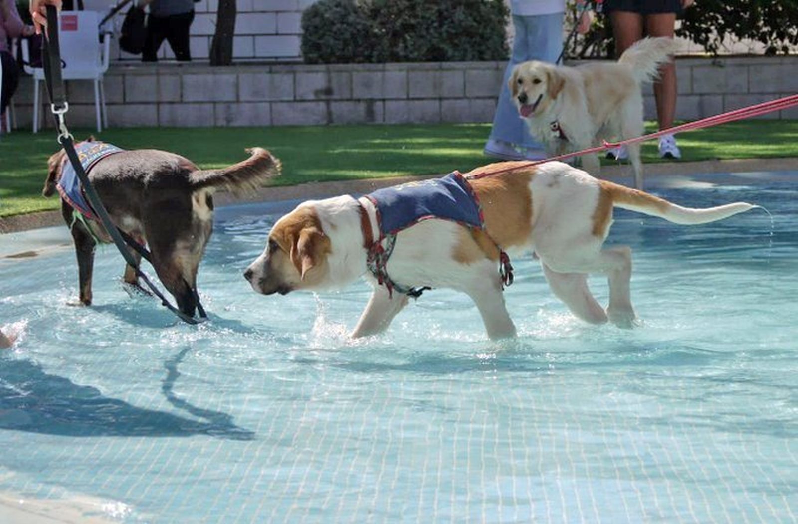 "Chapuzón perruno" la piscina municipal de Paracuellos
