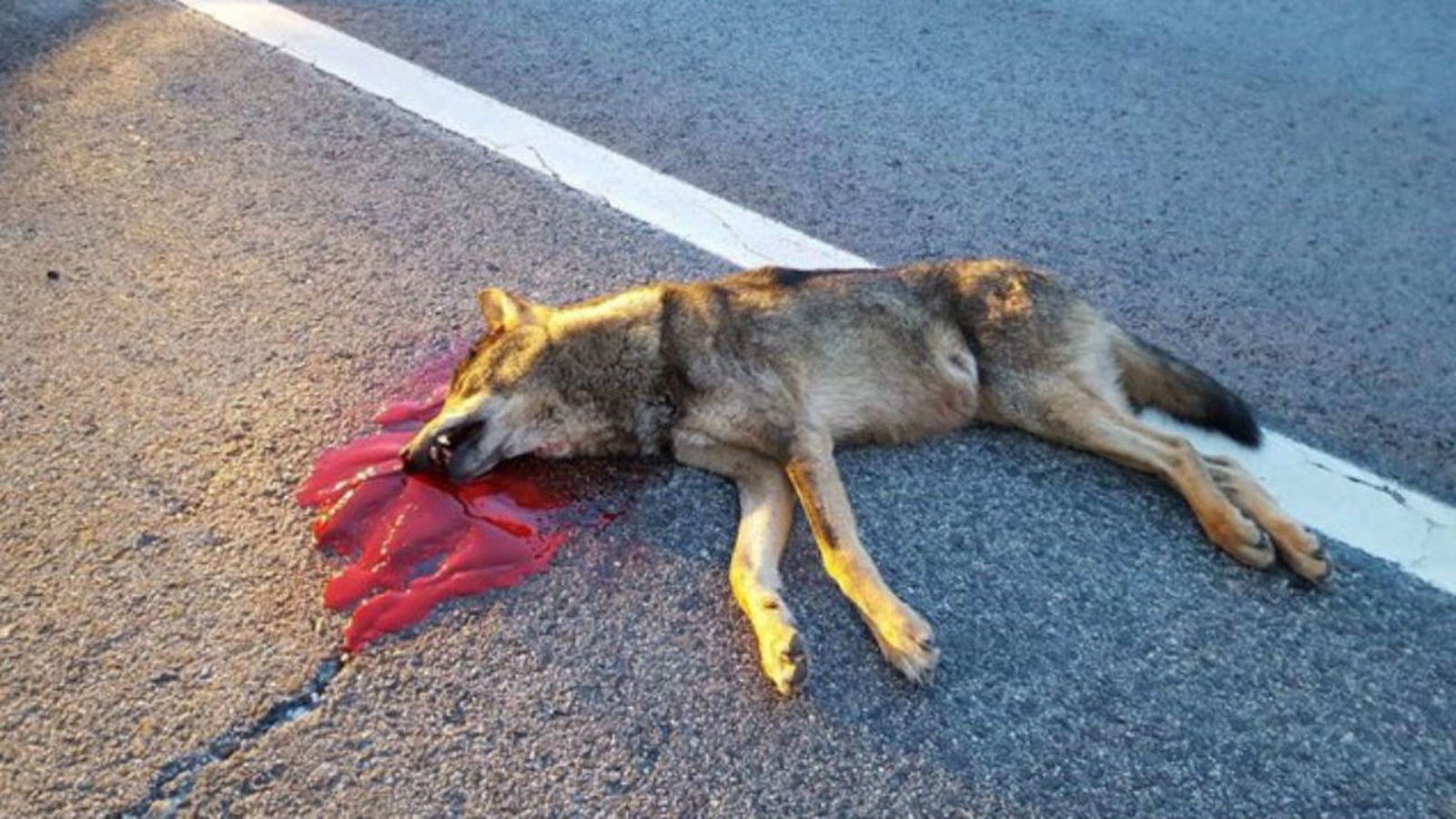 Ejemplar de lobo joven atropellado en una carretera de la Sierra de Madrid