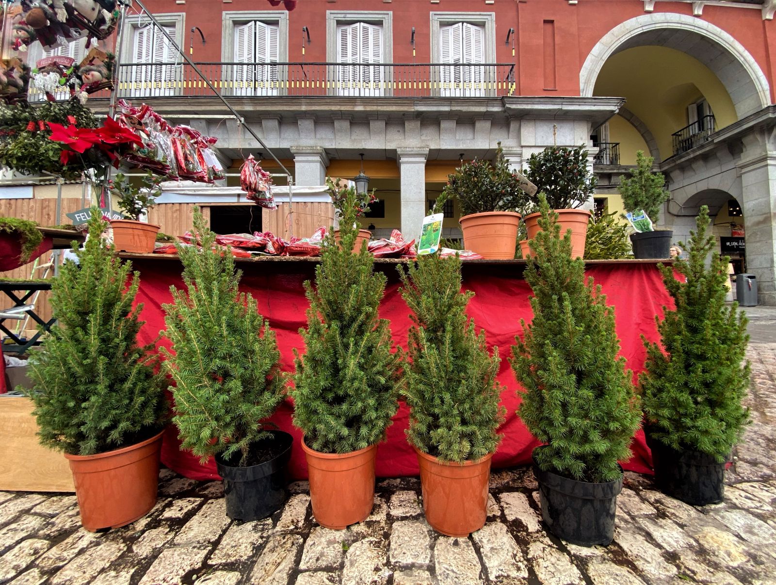 Puesto de la Plaza Mayor de Madrid con abetos naturales