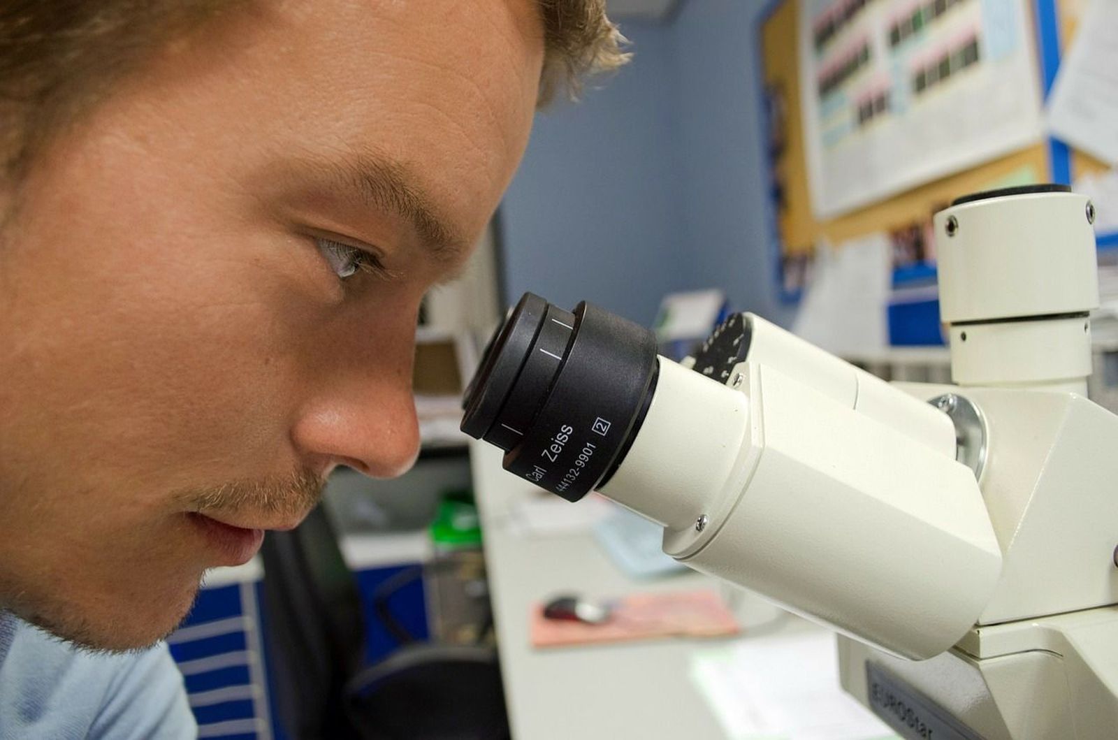 Investigadores españoles buscan cómo crear órganos de animales para humanos