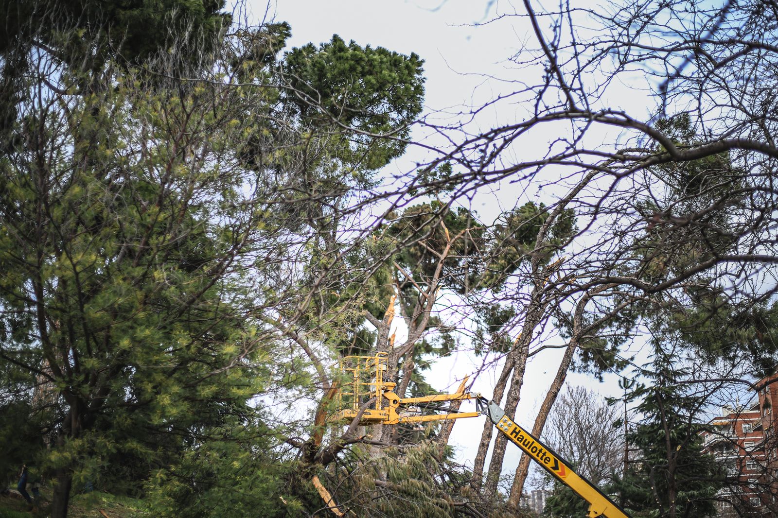 Trabajos de supervisión de árboles en El Retiro