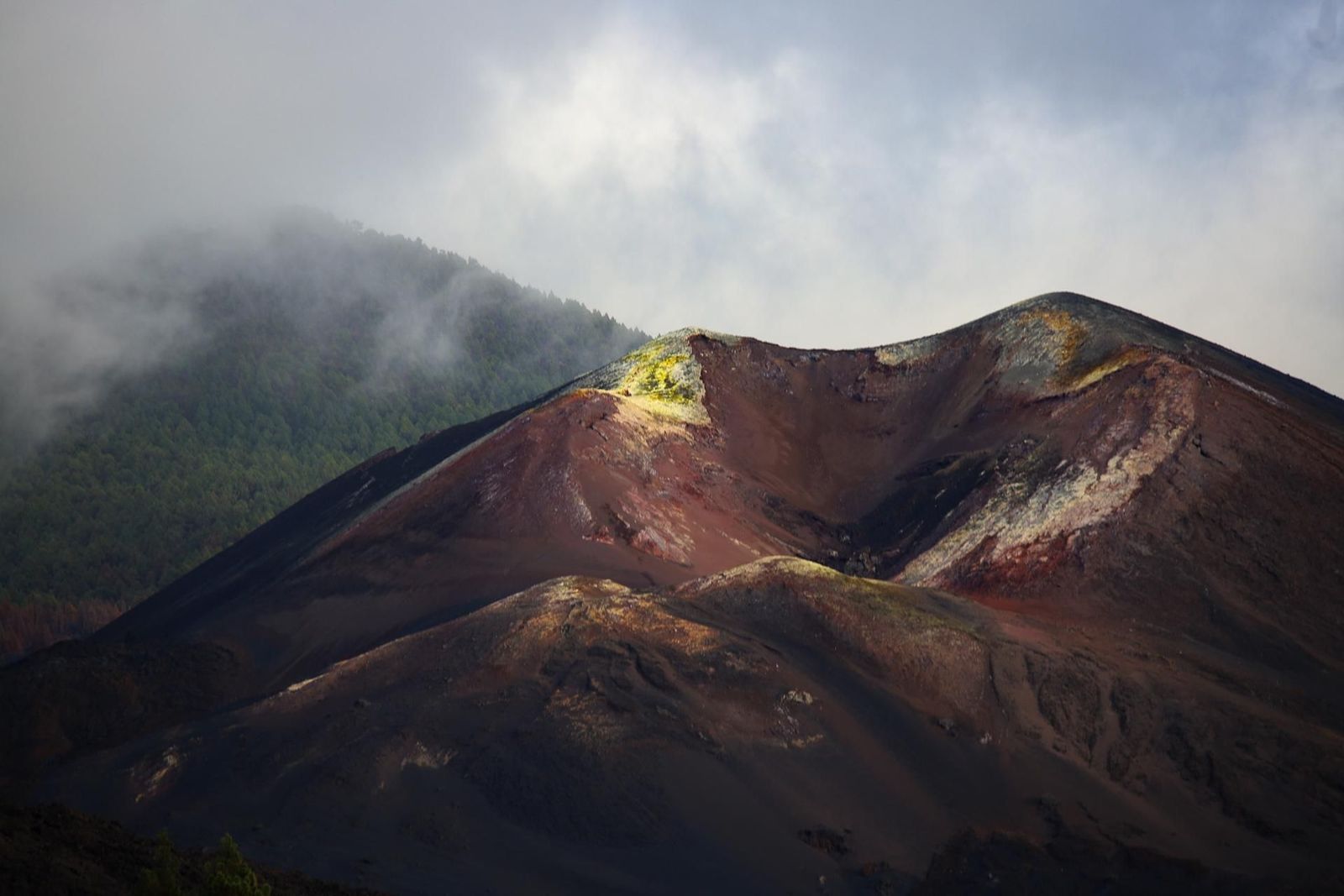 Dos años de la erupción del volcán de La Palma: así se ha recuperado la biodiversidad