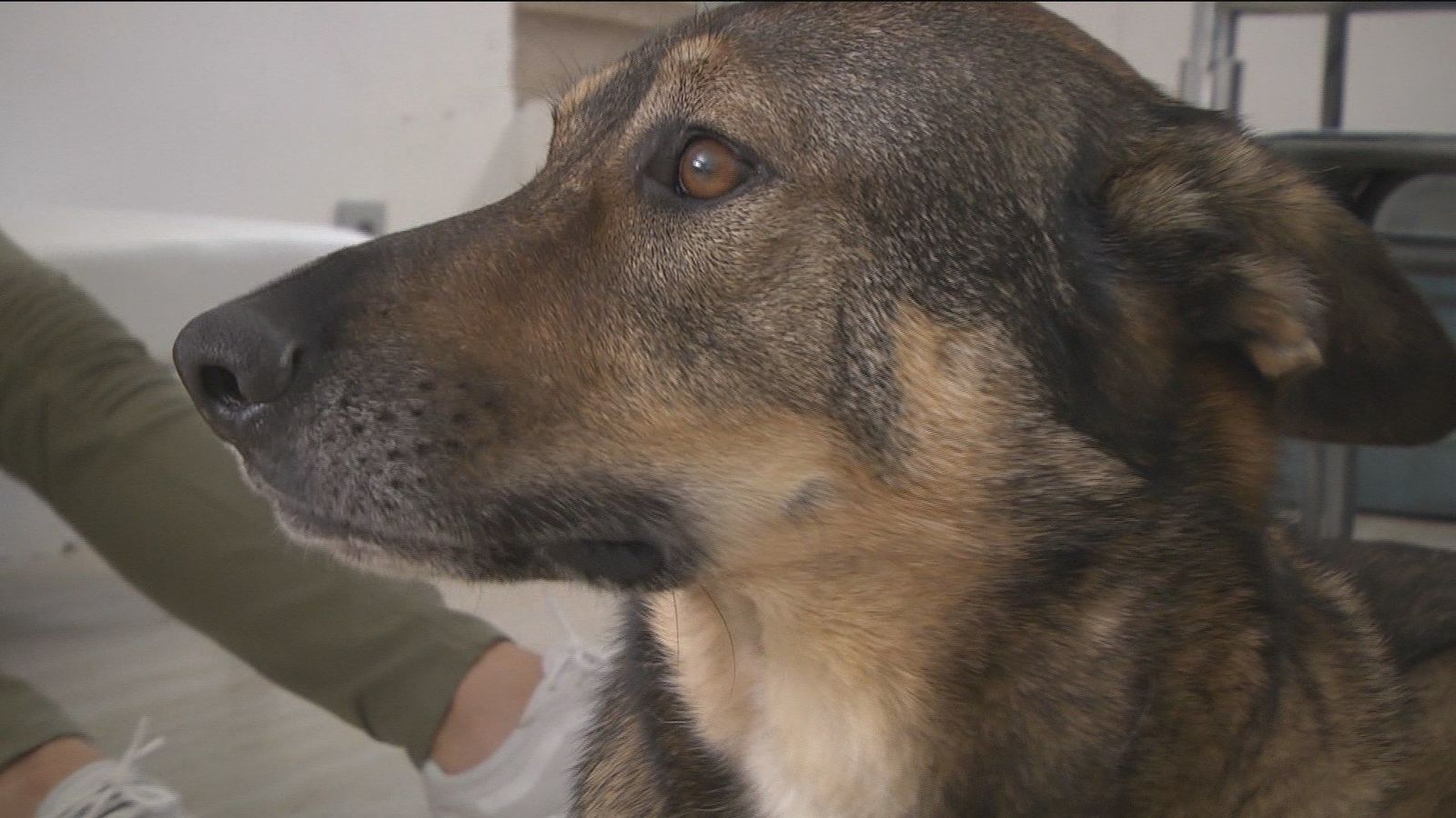 Acudimos a una sesión de acupuntura para perros