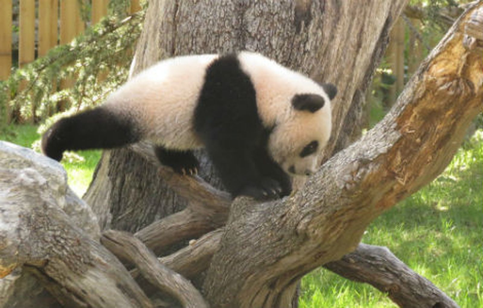 Madrid se despide de su panda Xing Bao