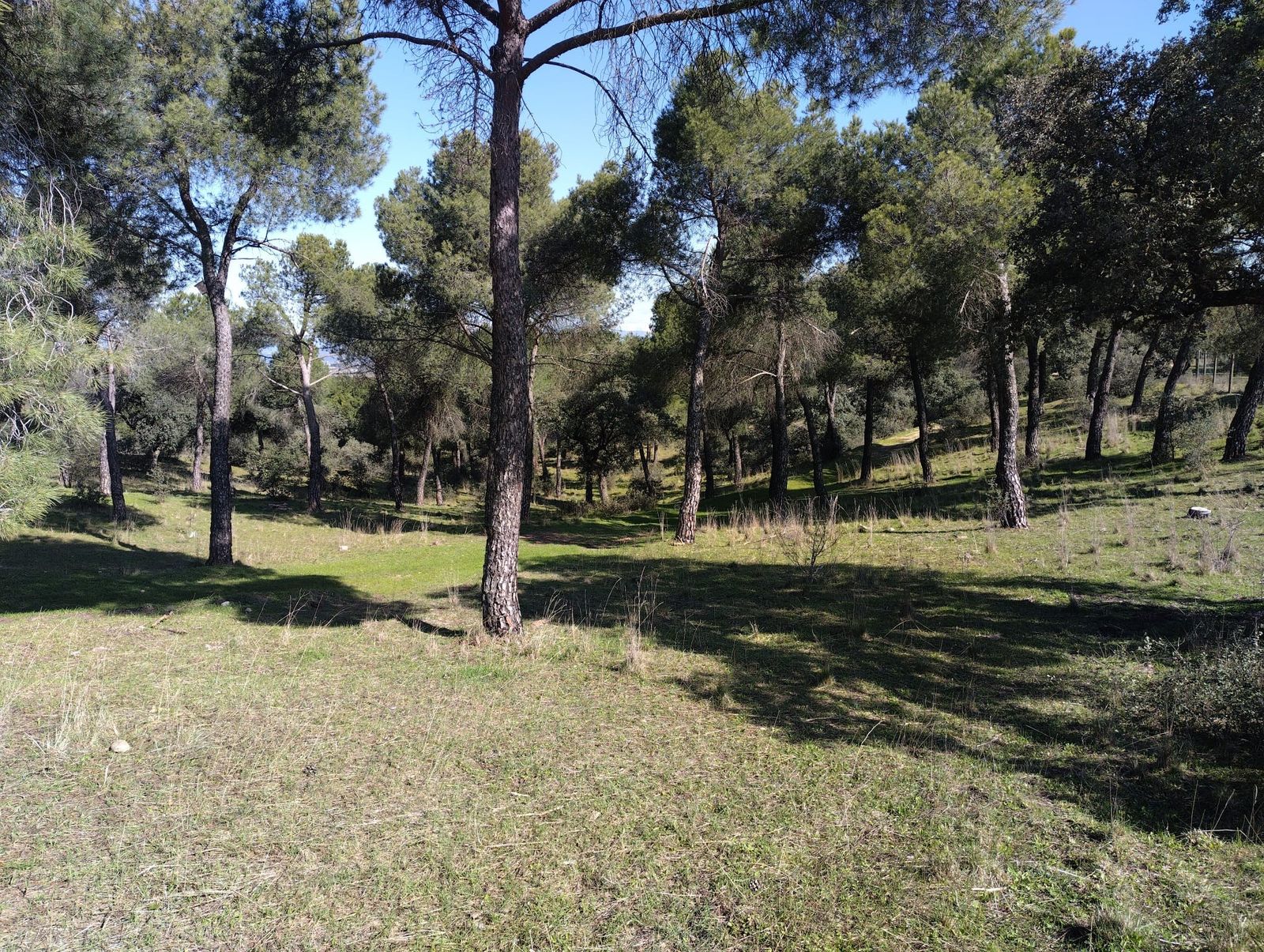 Pinar de la Dehesa de Majadahonda