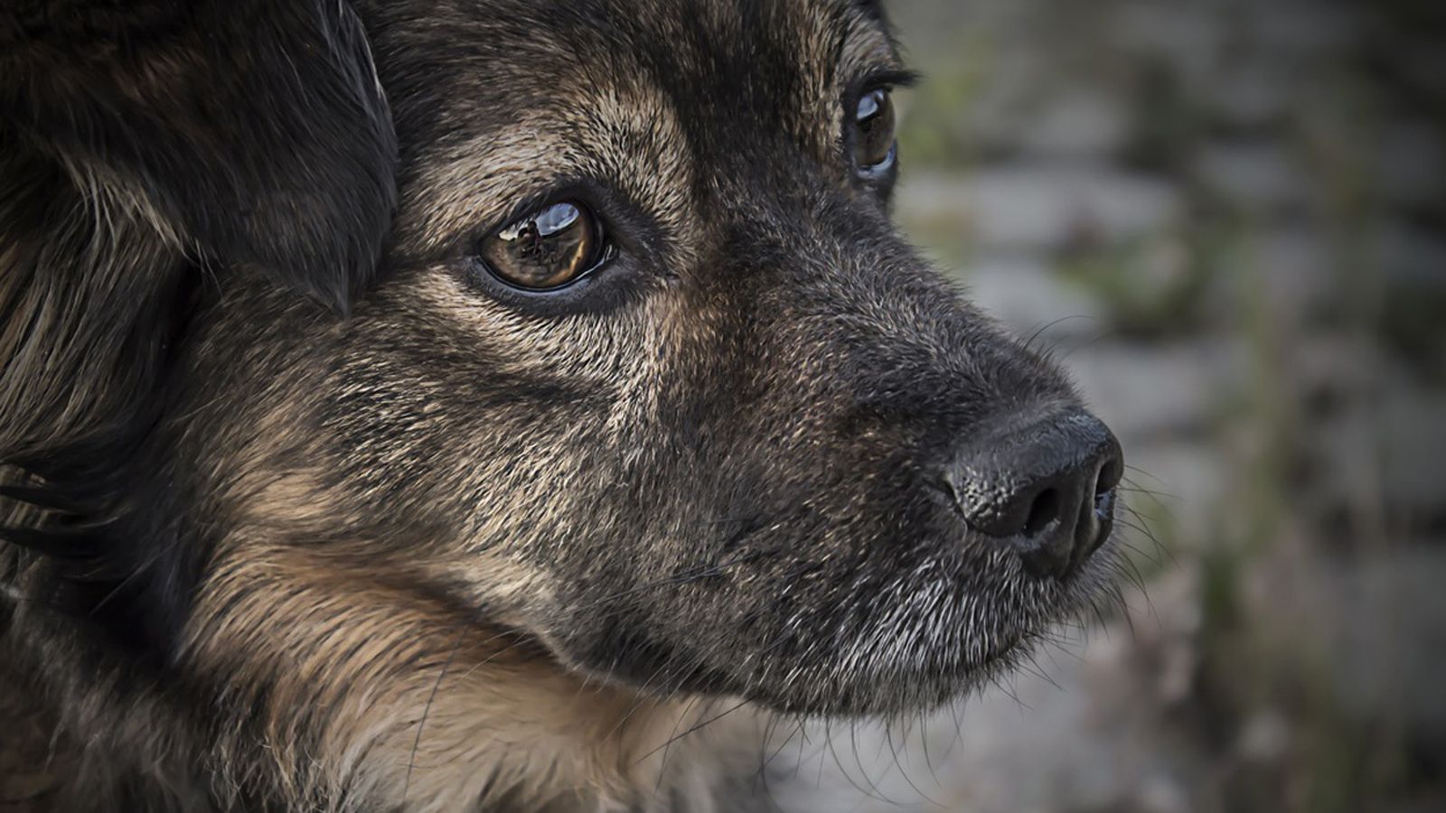 Imagen de un perro
