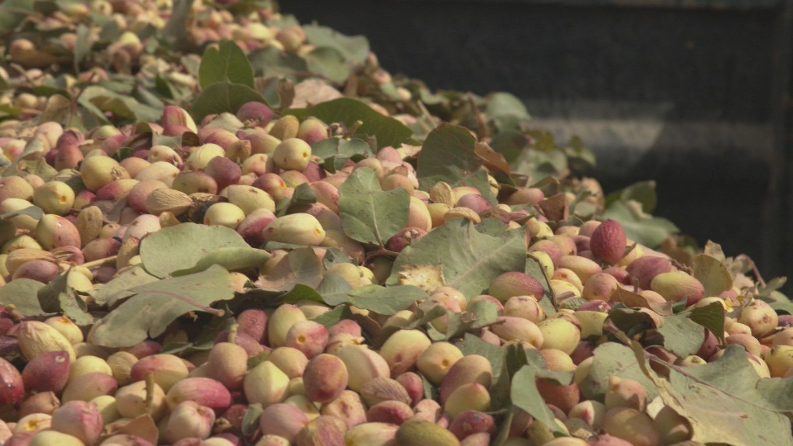 El pistacho, el nuevo 'oro' verde de la Comunidad de Madrid