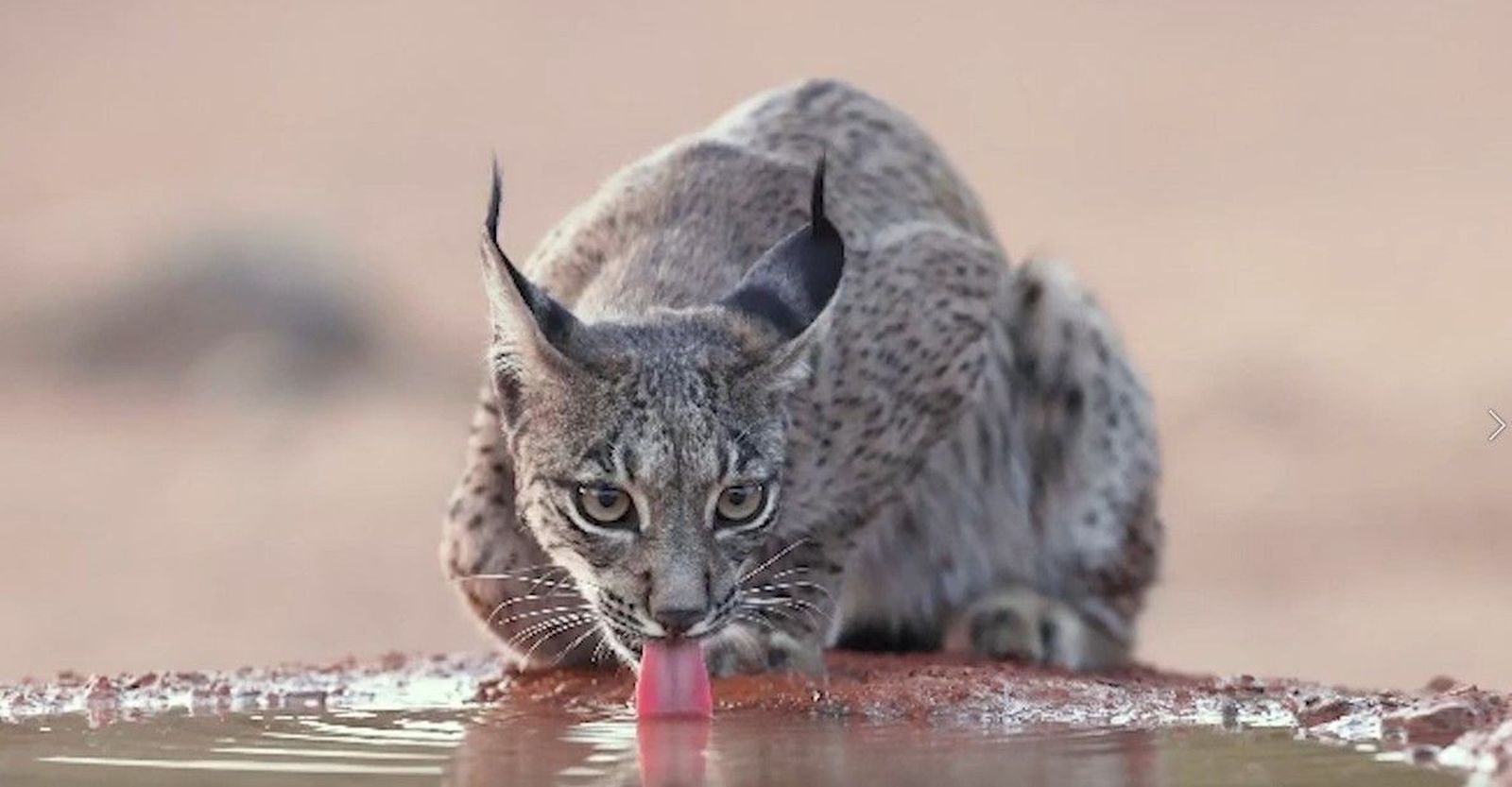 La Comunidad de Madrid quiere reintroducir en 2024 el lince ibérico en la región