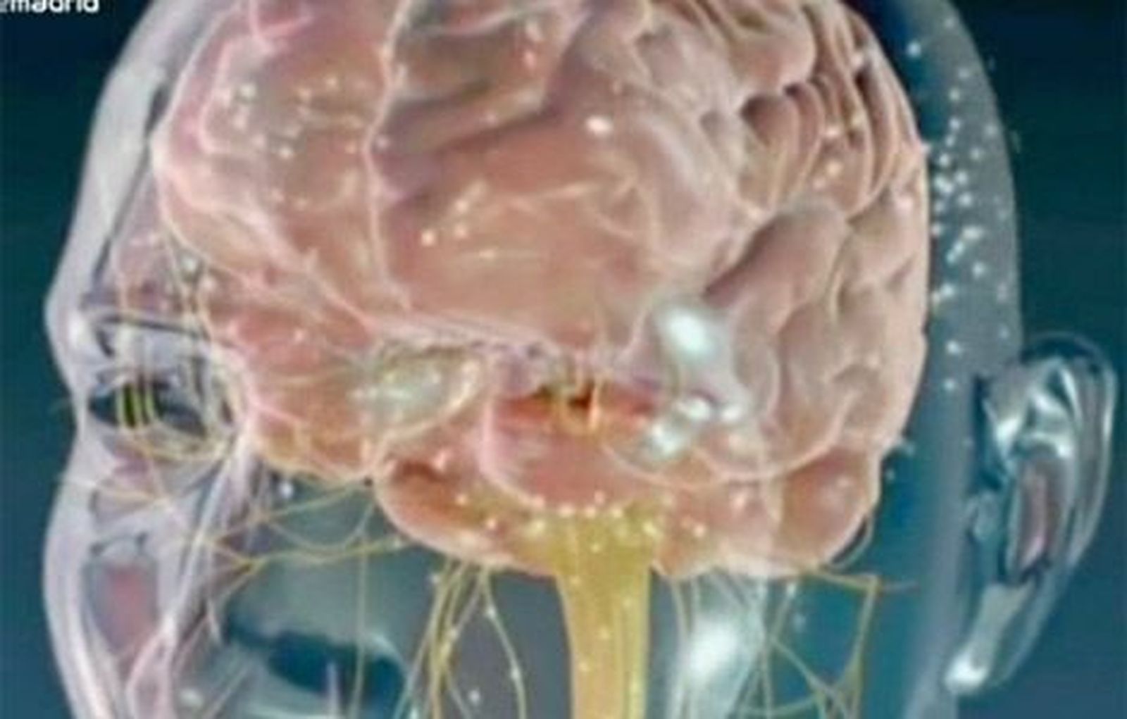 El mapa cerebral