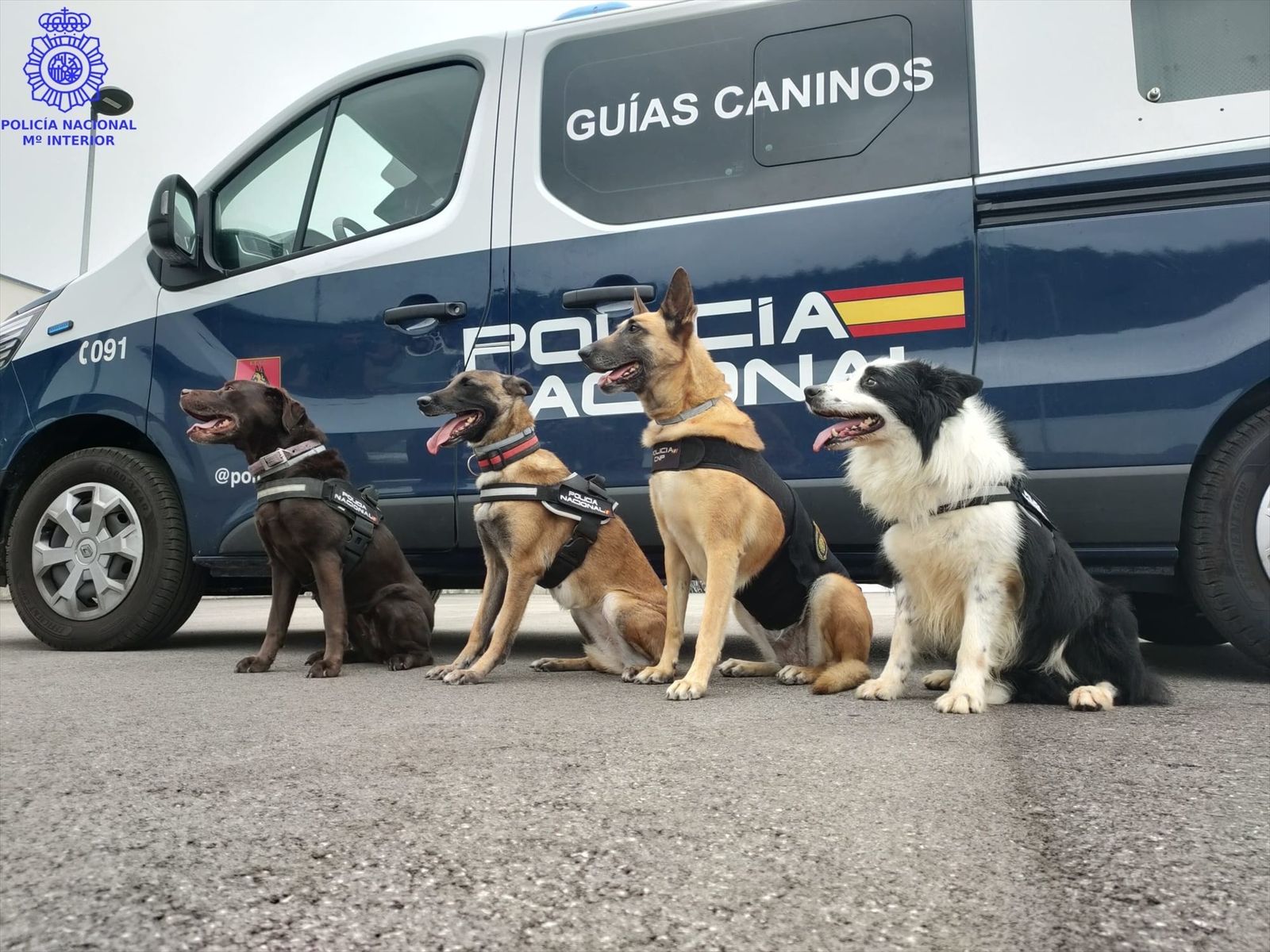 Exhibición de los Guías Caninos