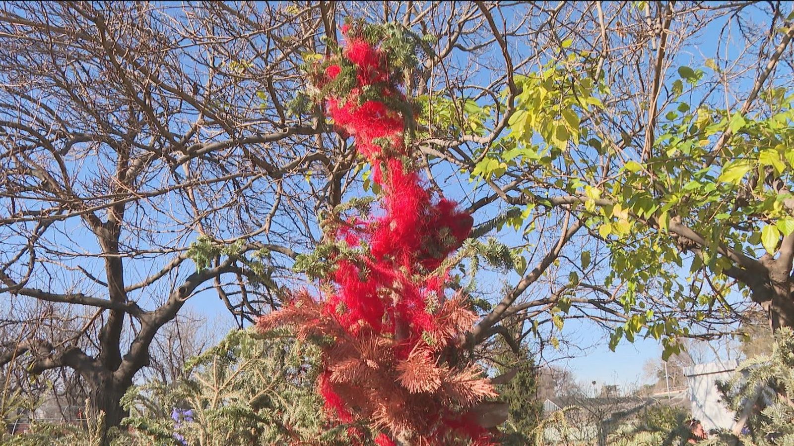 Una segunda oportunidad para tu árbol de navidad en Madrid