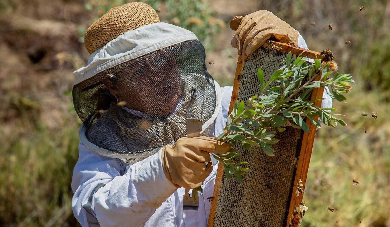 Edith Elgueta, la mujer que produce miel en el desierto de Chile