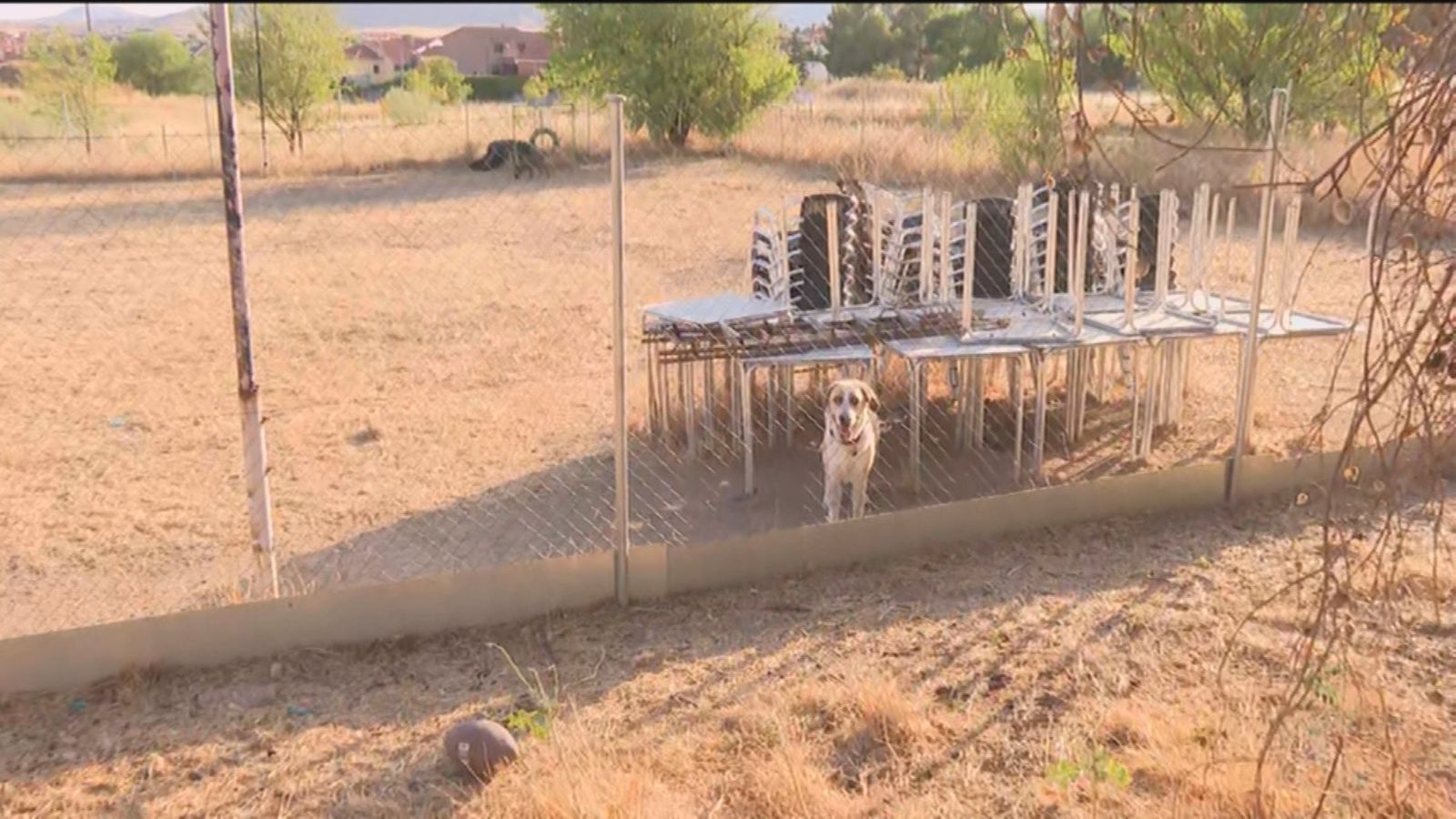 España bate récord europeo en abandono de animales