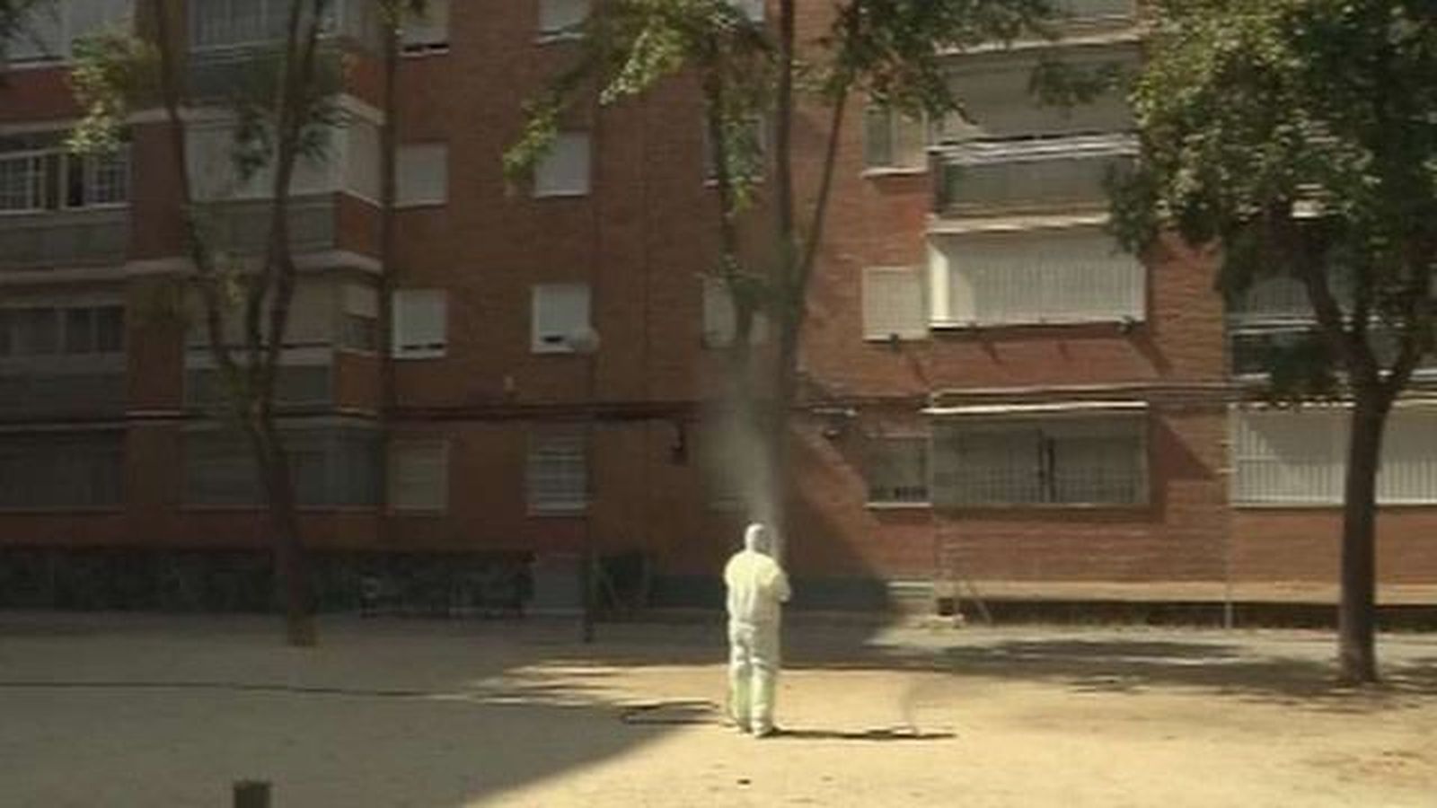 El Ayuntamiento lleva a cabo tratamientos en olmos contra la plaga galeruca