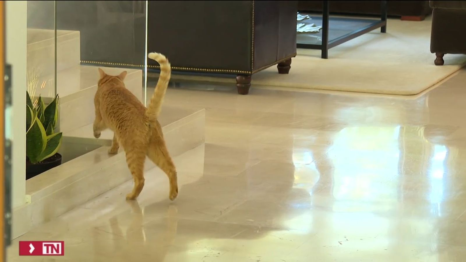 El asesino de gatos