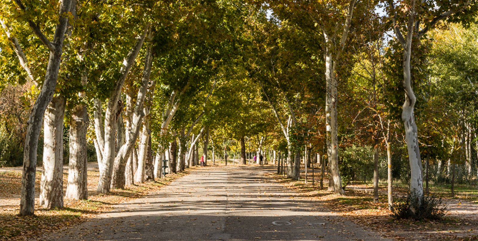 Paseo de los Castaños en la Casa de Campo