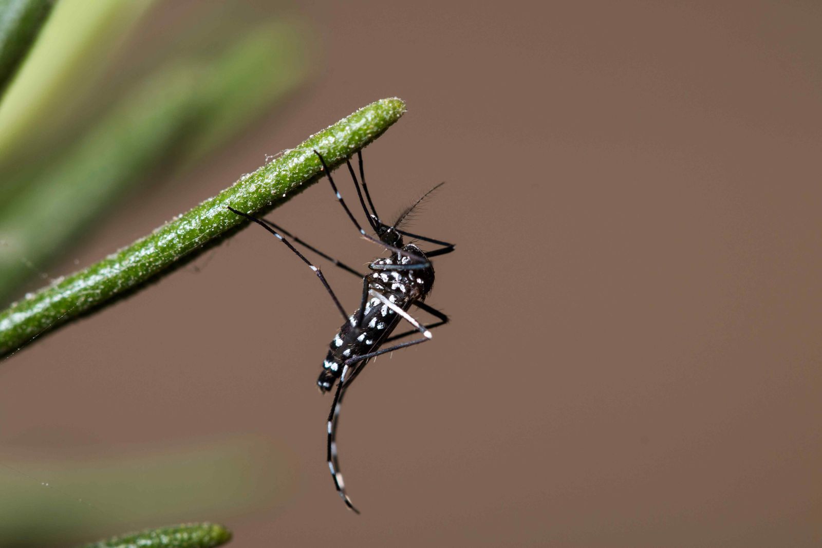 Ejemplar de mosquito tigre