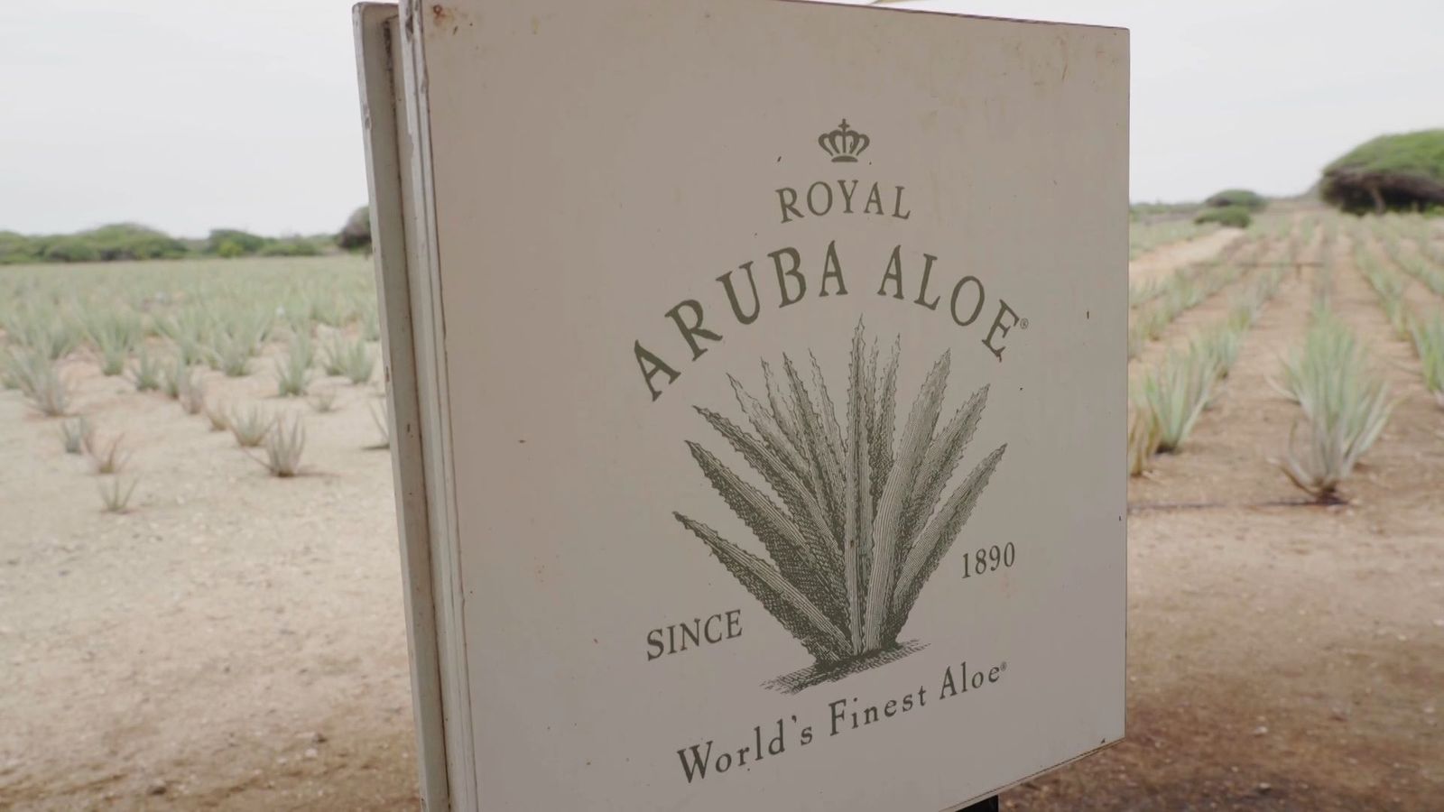 La importancia del aloe vera en Aruba