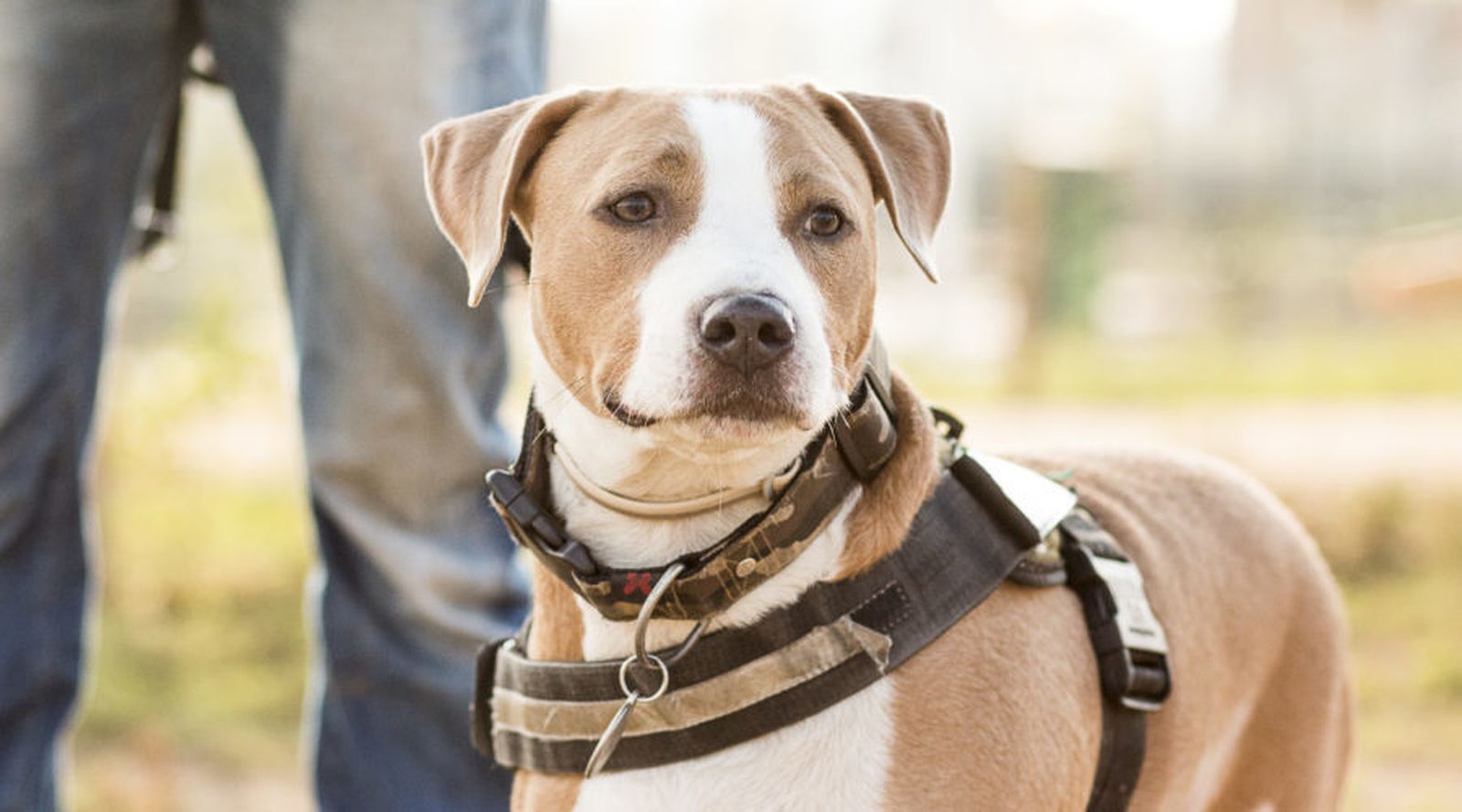 Archepet la startup que investiga tecnología de localización para nuestras mascotas