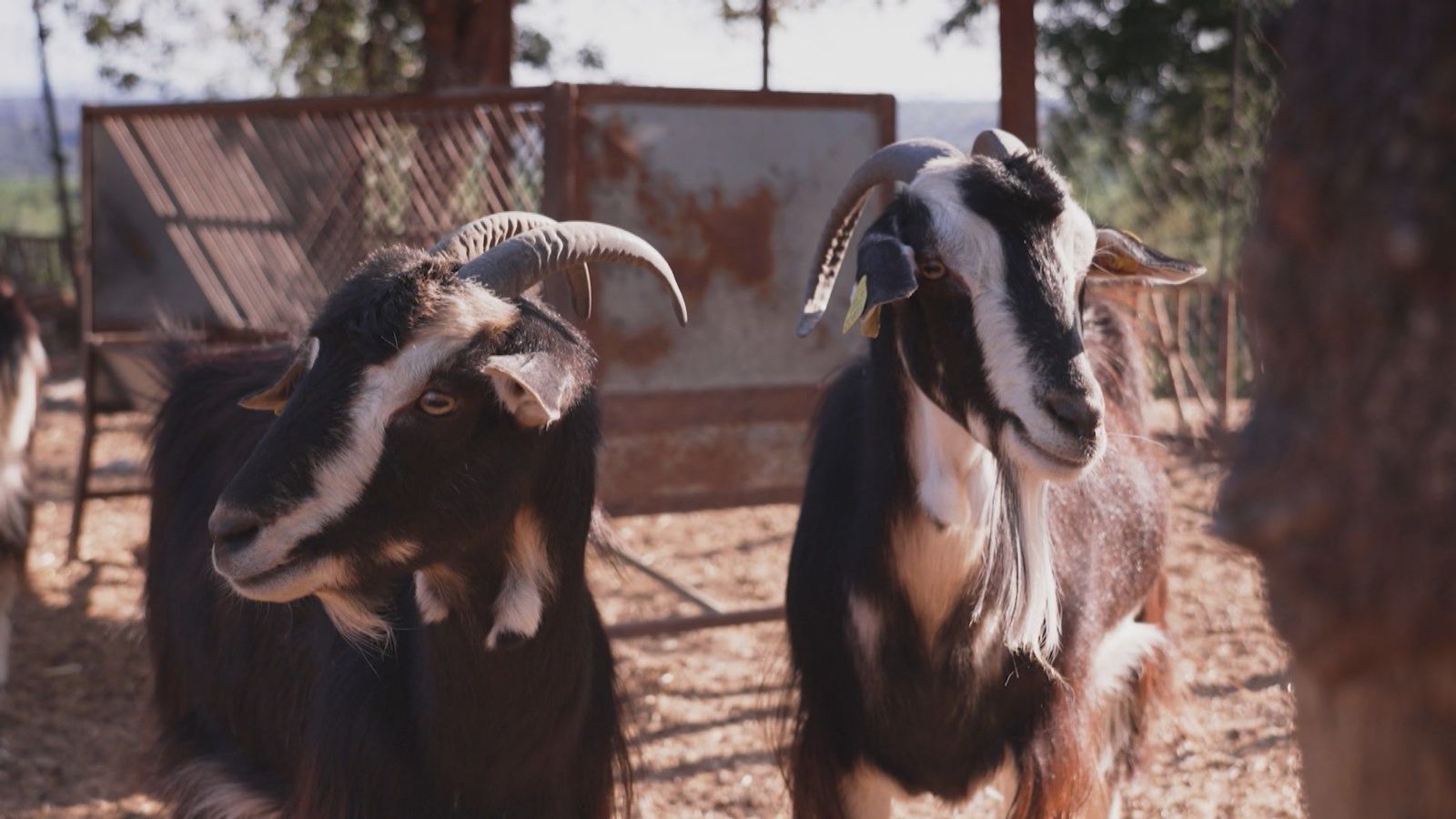 Conocemos los rasgos de la cabra de la Sierra de Guadarrama, una raza autóctona en peligro de extinción