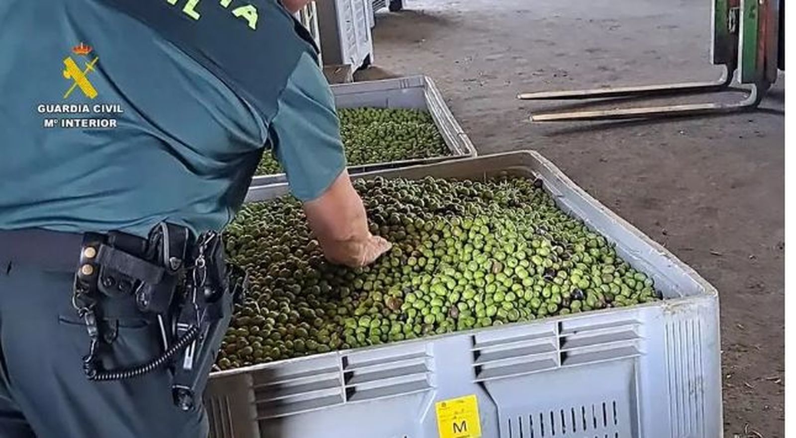 Guardia Civil incauta aceitunas robadas