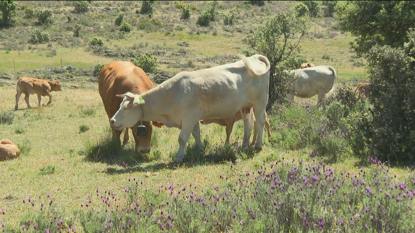 Vacas pastando al aire libre