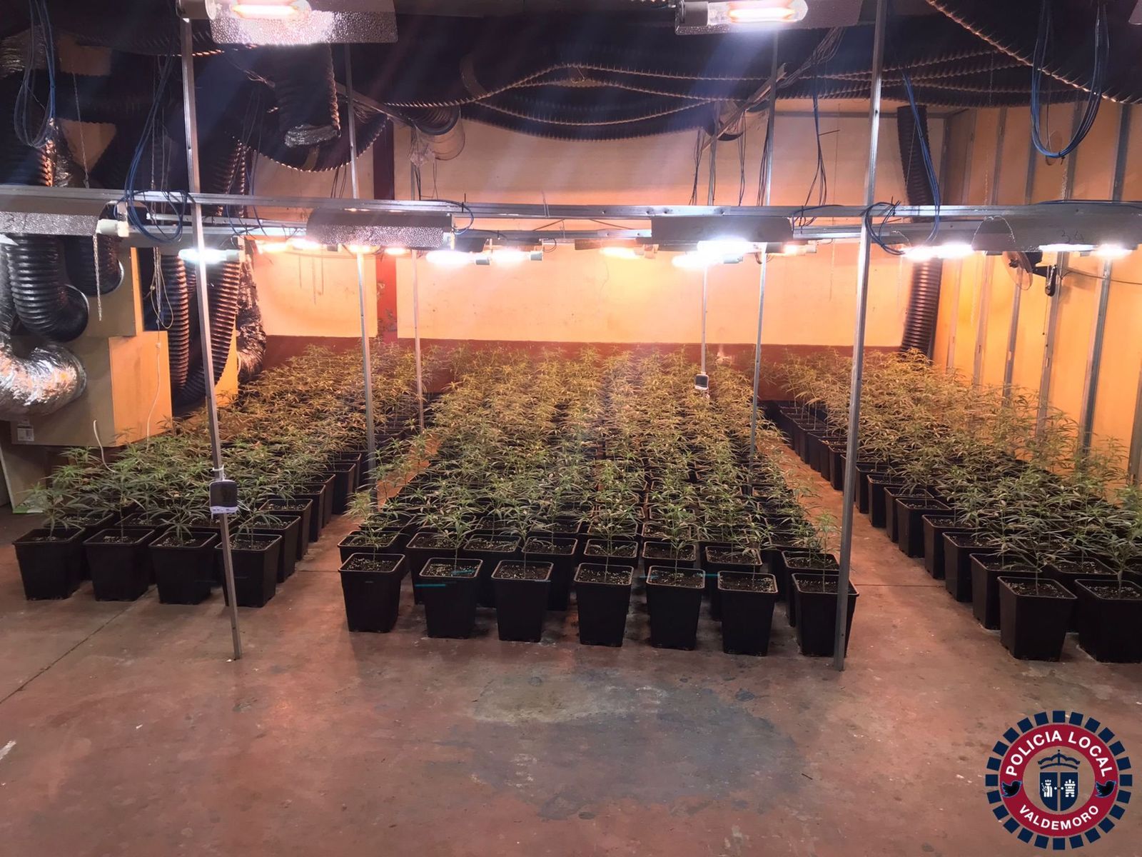 Una de las plantaciones de marihuana localizadas en la nave industrial de Valdemoro