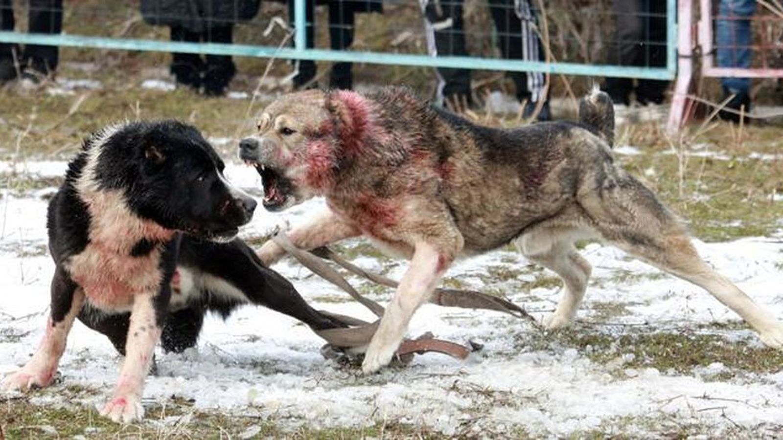Una pelea de perros