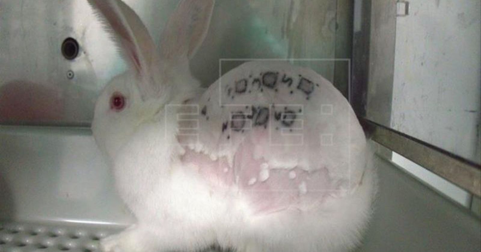 Un vídeo muestra maltrato animal en un laboratorio de investigación de Madrid