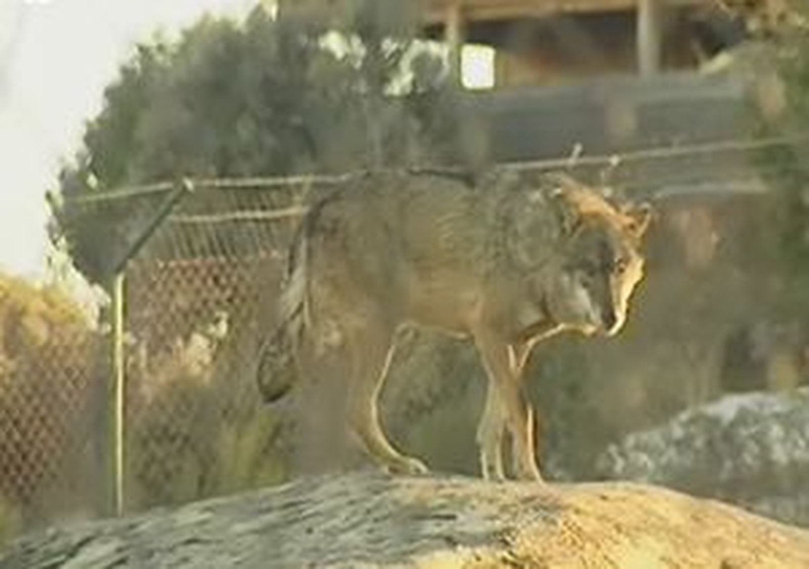 md_221010_ellobo.wmv