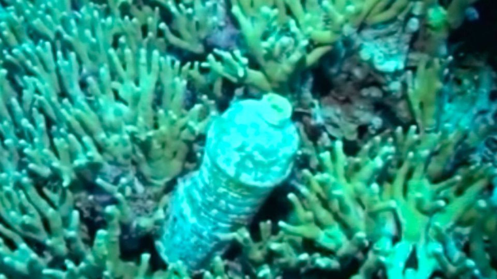 Cada año ocho millones de toneladas de basura acaban en el océano